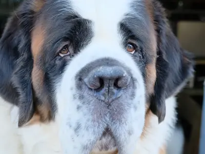 【限定3組セール中！】わんちゃん、ねこちゃんの最高の瞬間を切り取ります