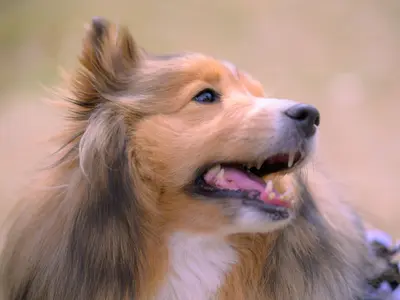 ワンちゃんネコちゃんの素敵な表情を逃しません！プロが対応致します。