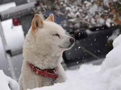 ワンちゃんネコちゃんの素敵な表情を逃しません！プロが対応致します。