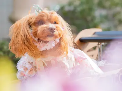 大切なご家族さまの瞬間撮影-感動の一枚を撮影します-