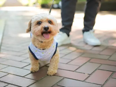 <割引有>ペットとのかけがえのない“今”を、 やさしく丁寧に写しとる写真時間