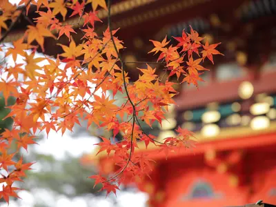 プロカメラマンが撮影★２児のパパ★楽しく自然な笑顔残しましょう！最短３日納品