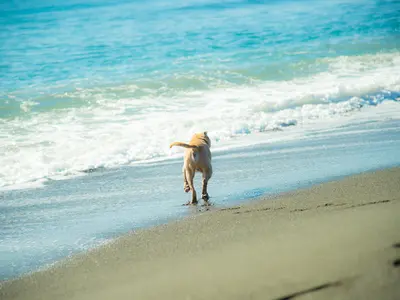 《湘南の海と鎌倉》普段通りの素敵な表情を引き出します＾＾女性スタッフ同行可