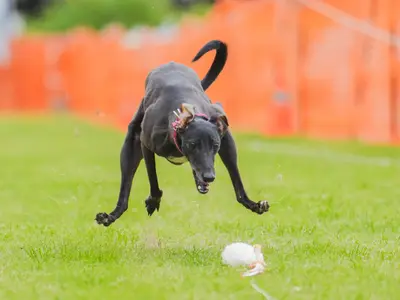 出張ペット撮影お任せください。