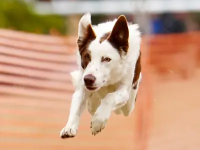 出張ペット撮影お任せください。