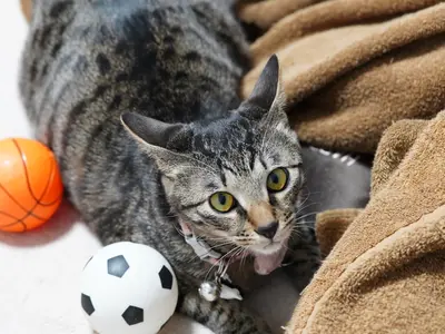 【年中無休、即納品】年間300件の実績と圧倒的な満足度！自然な魅力を引出すプロ