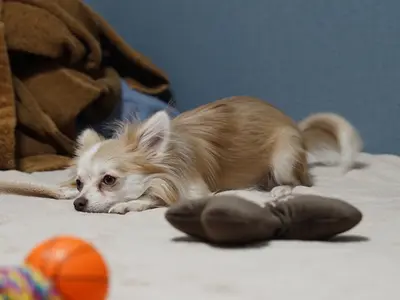 【年中無休、即納品】年間300件の実績と圧倒的な満足度！自然な魅力を引出すプロ