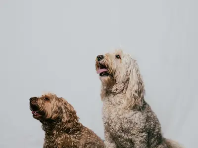 動物大好きだからこそ撮れる写真を！