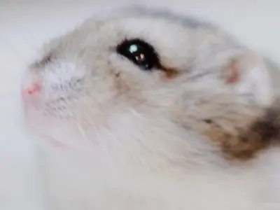 うちの子きゅんフォト