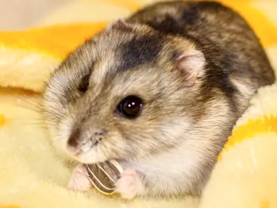 うちの子きゅんフォト