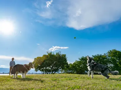 ペット撮影スタジオ出身の 風景カメラマンによるペットフォト