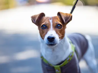 犬好き夫婦が撮影★素敵な表情を引き出します！【レタッチ込・100枚以上納品】