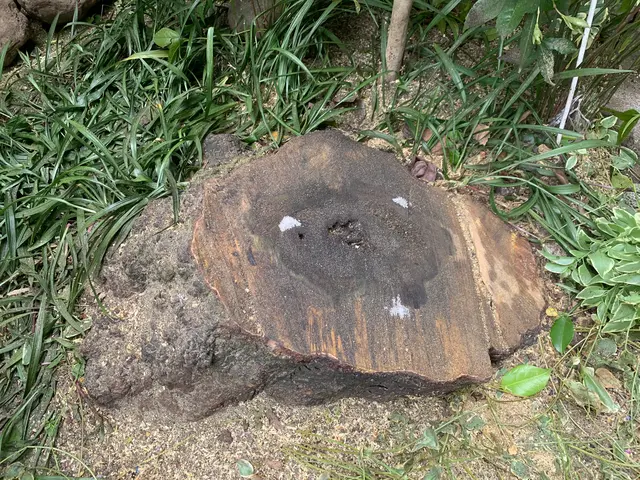 【創業35年】庭木の伐採、お任せ下さい！腕にはかなり自信があります！サービスの画像