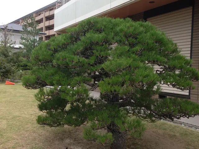 植木屋歴26年、桝谷造園は夫婦2人で運営している小さなお店です。一級造園技能士保サービスの画像