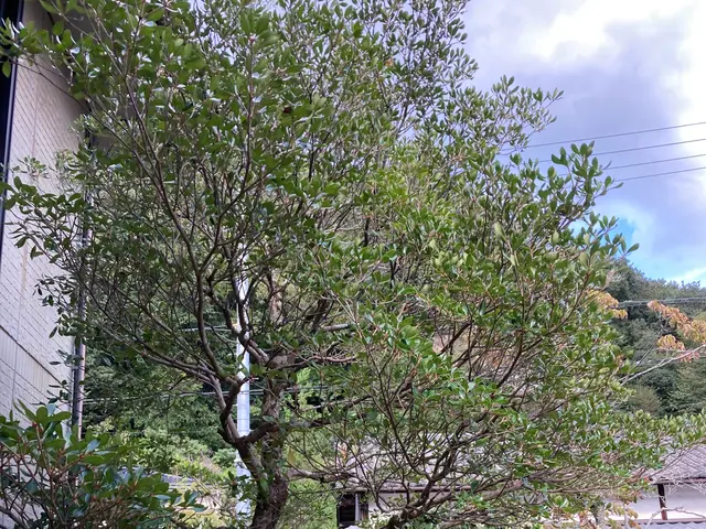 植木屋歴26年、桝谷造園は夫婦2人で運営している小さなお店です。一級造園技能士保サービスの画像