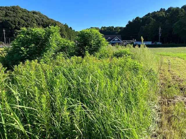 草刈りのご依頼お待ちしておりますサービスの画像