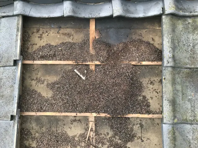 【環境省の認定事業者】☆茨城でナンバー1のコウモリ駆除事業者☆月15件以上対応サービスの画像