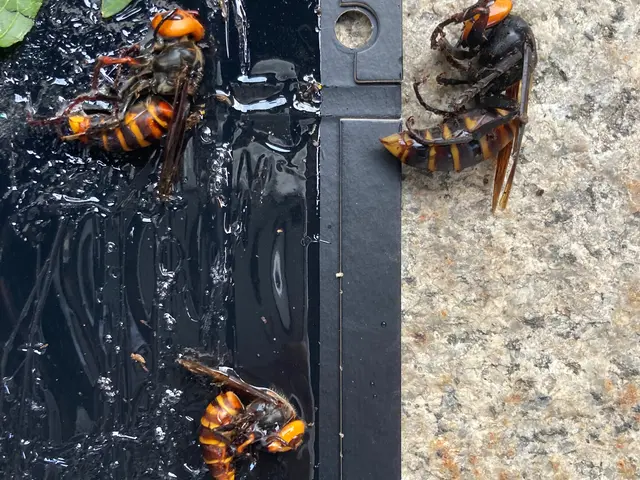 業界歴15年以上！ハチ駆除は当店にお任せ下さい。サービスの画像