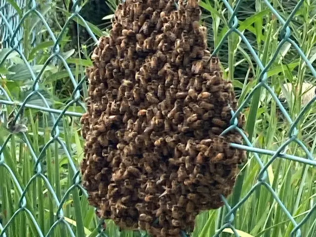 業界歴15年以上！ハチ駆除は当店にお任せ下さい。サービスの画像