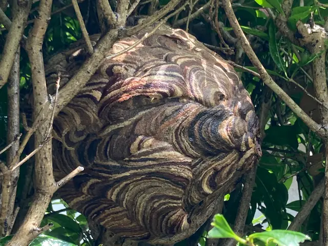 業界歴15年以上！ハチ駆除は当店にお任せ下さい。サービスの画像