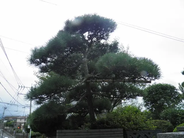 【業界一筋！！】お庭がきれいだと気持ちも明るくなりませんか？サービスの画像