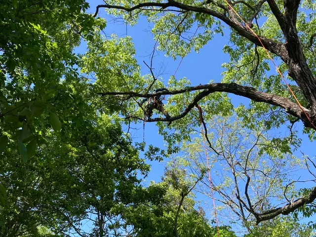 プロの技術と柔軟な対応で、理想の庭を実現！サービスの画像