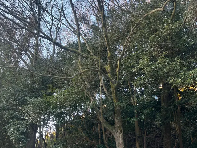 プロの技術と柔軟な対応で、理想の庭を実現！サービスの画像