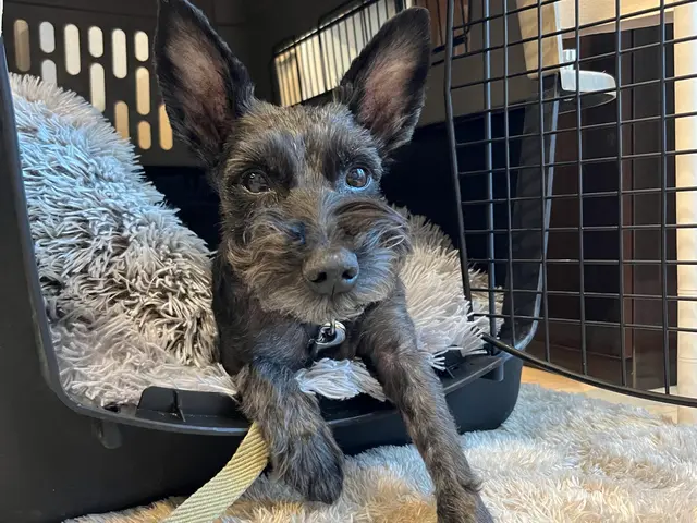 【しつけが"イメージ"できる】テキスト&実践で身につくトレーニングサービスの画像