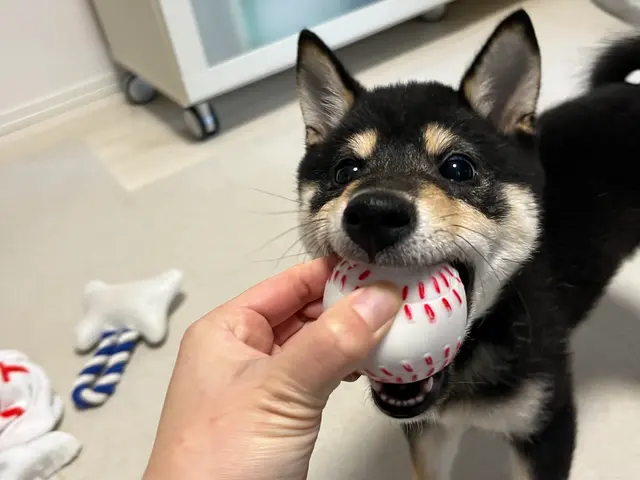 【しつけが"イメージ"できる】テキスト&実践で身につくトレーニングサービスの画像