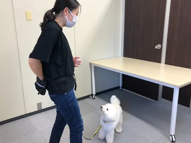 【しつけが"イメージ"できる】テキスト&実践で身につくトレーニングサービスの画像