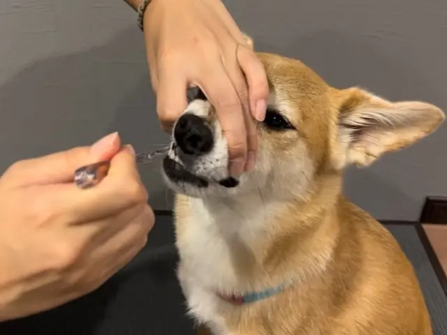 【しつけが"イメージ"できる】テキスト&実践で身につくトレーニングサービスの画像