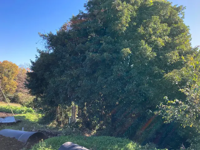 ★町田市発★ 相模原・町田エリアの伐採作業【お写真での見積りも可】サービスの画像