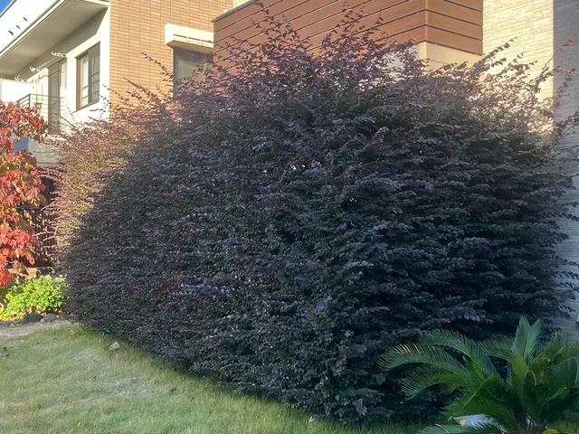 15年の経験と一級資格でお庭の健康と美しさ守る匠の技サービスの画像