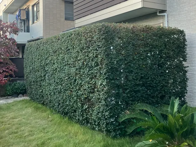 15年の経験と一級資格でお庭の健康と美しさ守る匠の技サービスの画像