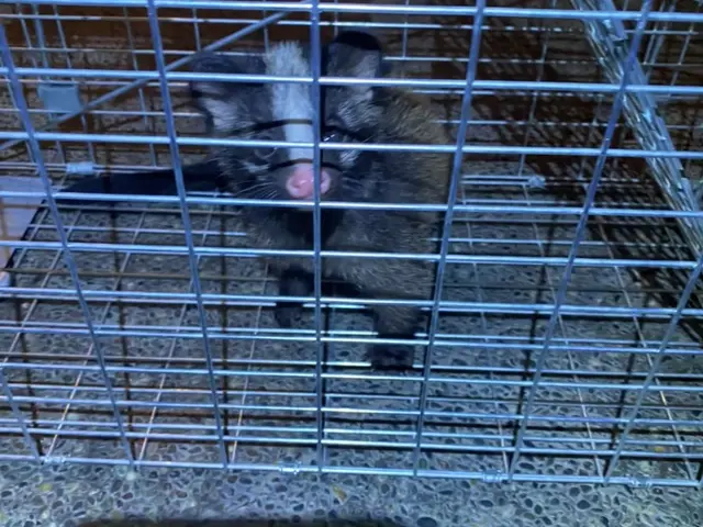 【害獣駆除歴11年目】【11年目の実績と自信で作業させていただきます】最短対応サービスの画像