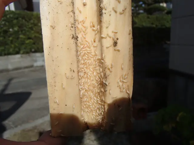 【熊本市発】創業63年目を迎えました！対応地域外のご予約もご相談可能！サービスの画像