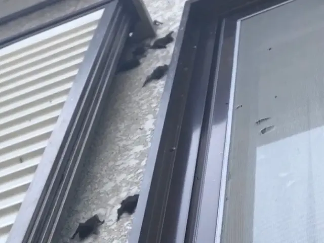 今の時期、敷地内に細長い糞を見かけませんか？コウモリの可能性大です。お見積無料！サービスの画像