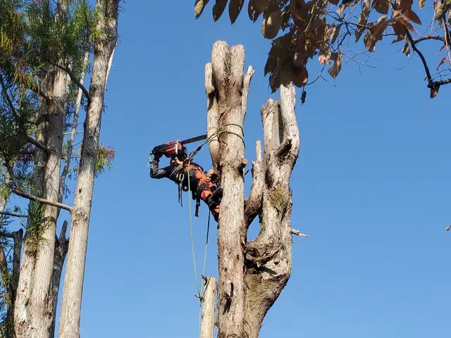 【20m超えの伐採可能】年間800本の伐採実績！損害保険完備サービスの画像