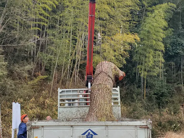 【20m超えの伐採可能】年間800本の伐採実績！損害保険完備サービスの画像