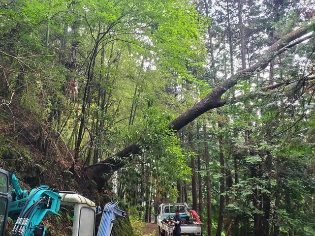 【20m超えの伐採可能】年間800本の伐採実績！損害保険完備サービスの画像