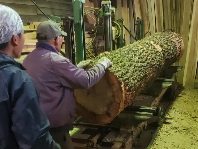 【20m超えの伐採可能】年間800本の伐採実績！損害保険完備サービスの画像