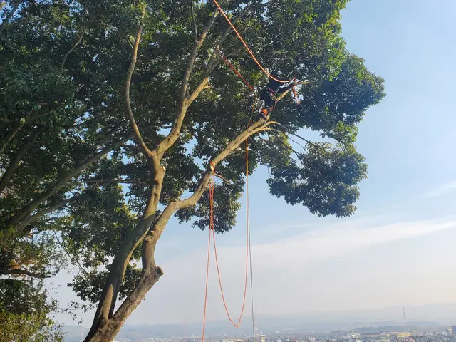 【20m超えの伐採可能】年間800本の伐採実績！損害保険完備サービスの画像