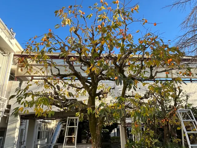 丁寧さと安全性にこだわる、心地よい庭づくりのプロフェッショナルサービスの画像