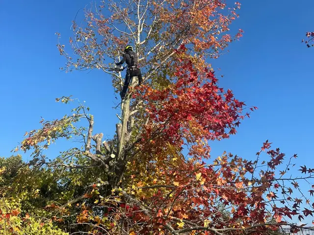 【Arborlog】◎伐採専門店◎倒せない場所でもロープ伐採安全確実対応サービスの画像