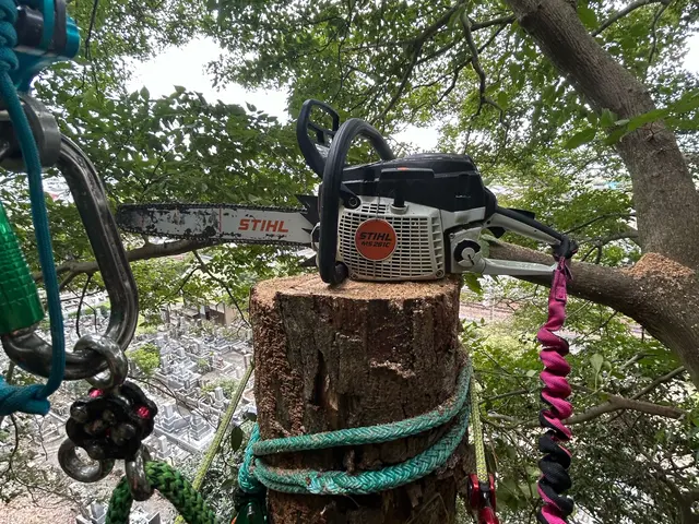 【Arborlog】◎伐採専門店◎年中無休◎1本からでもご相談ください！サービスの画像