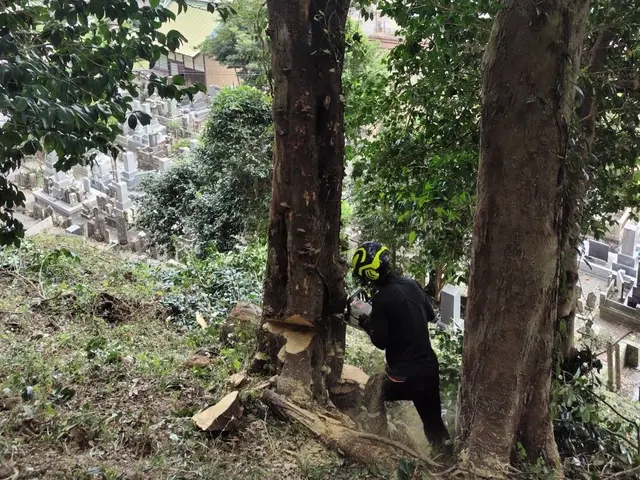 【Arborlog】◎伐採専門店◎年中無休◎1本からでもご相談ください！サービスの画像