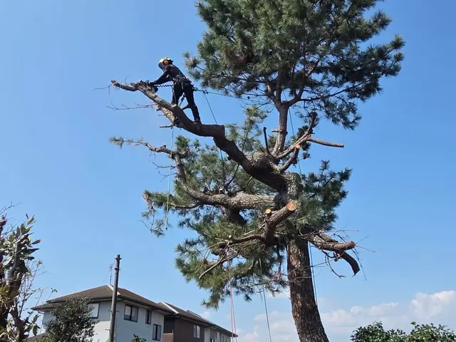 ◎特殊伐採専門◎倒せない場所でもロープ伐採安全確実対応【Arborlog】サービスの画像