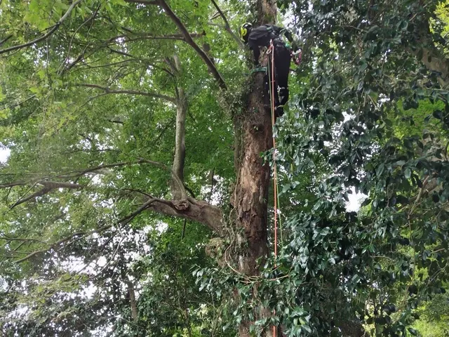 【Arborlog】◎伐採専門店◎年中無休◎1本からでもご相談ください！サービスの画像