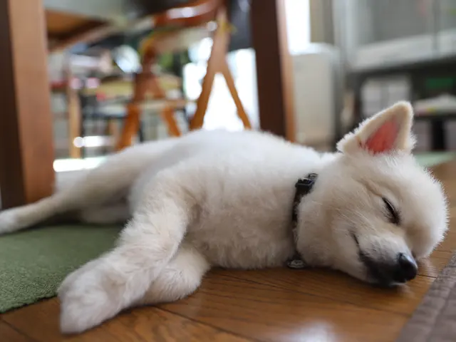 うちの子がいちばん！＾＾営業時間・対応地域外相談可◎サービスの画像