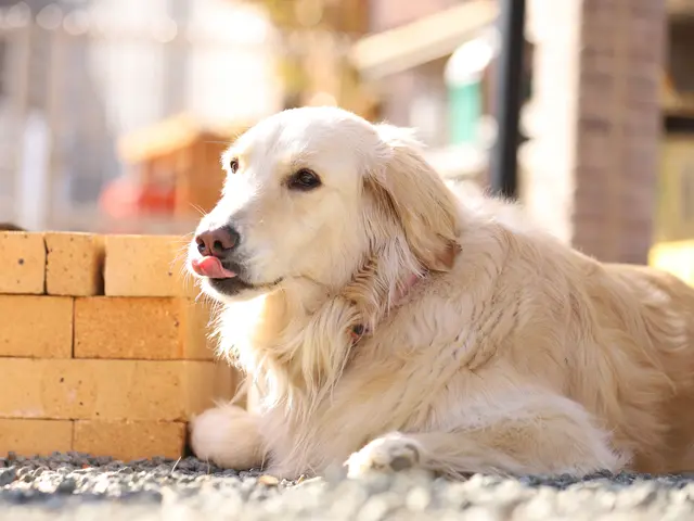 うちの子がいちばん！＾＾営業時間・対応地域外相談可◎サービスの画像